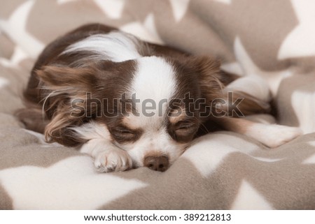Sleeping chihuahua