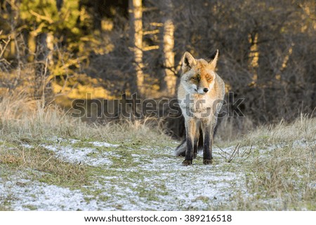 Red Fox Standing on a Some Snow in the Dunes in Winter