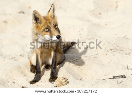 Young Red Fox Sitting in the Sand