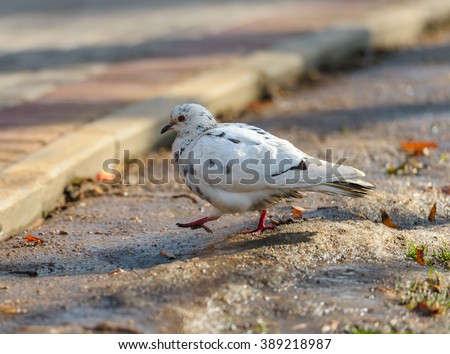 Birds and animals in wildlife. Free white dove walking along sunny street in the beginning of spring. 