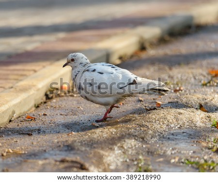 Birds and animals in wildlife. Free white pigeon walking along sunny street in the beginning of spring.