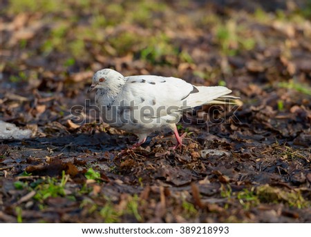 Birds and animals in wildlife. Free white dove walking along sunny street in the beginning of spring.
