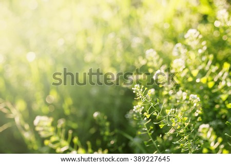 Summer background, grass at sunset, backlit with natural bokeh, blurred image, selective focus