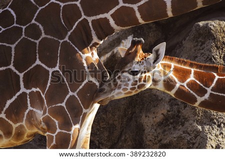 Giraffe Mother with Calf