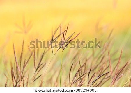 Flowers grass blurred bokeh background colorful
