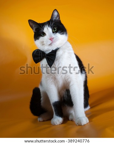 White and black cat in bow tie sitting on yellow background