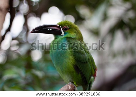 A green Toucanet perched and observing its surroundings. 