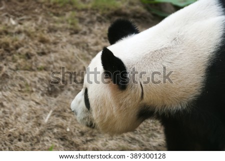 Adult panda bear walking in forest