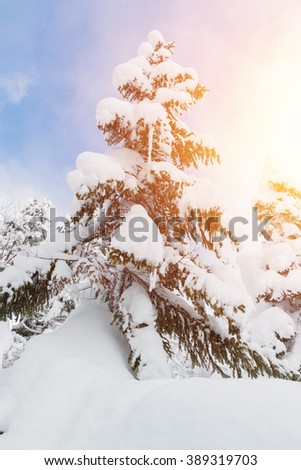 Beautiful winter landscape with snow covered trees, wonderful winter in snowfall day.