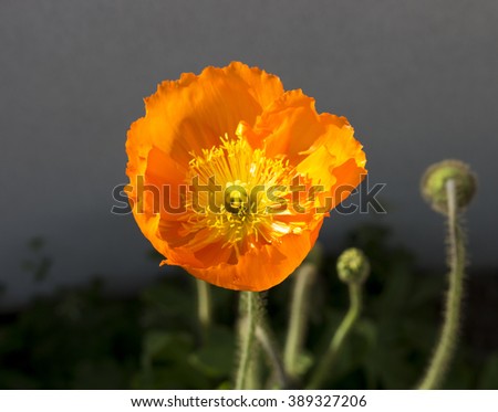 Bright orange poppies  flowering plants in the subfamily Papaveroideae  family Papaveraceae colorful single  herbaceous plant,  flowering in  early  spring are a  charming and decorative plant.
