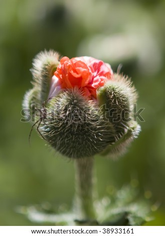 Picture of a spider roaming over a poppy flower bud in the Royal Botanical Gardens, Burlington, Ontario, Canada