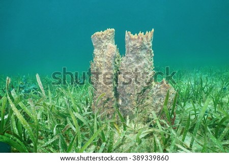 Underwater marine life, giant barrel sponge, Xestospongia muta, on grassy seabed, Caribbean sea
