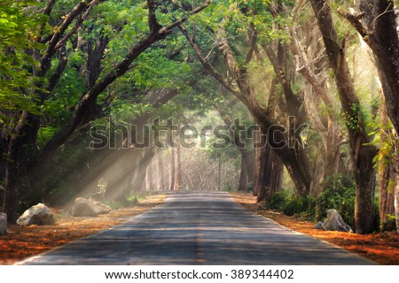 Abstract background of route and journey amidst the big tree and beautiful nature Royalty-Free Stock Photo #389344402