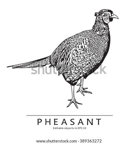 Pheasant. Black And White Vector Image.