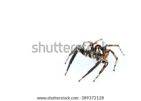 It is One home spider isolated on white.