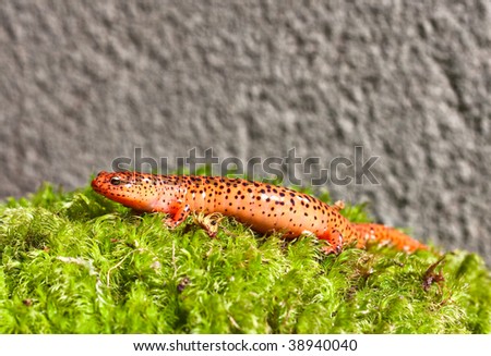 A Northern Red Salamander crawling in green moss