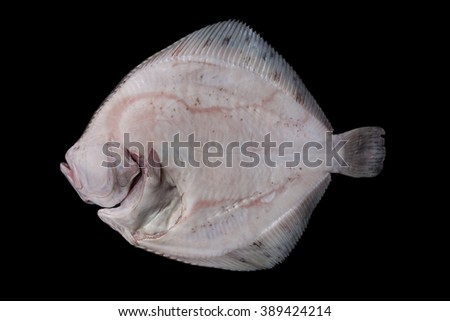 Whole fresh raw disemboweled flatfish bottom side, caught in the Alboran Sea in Spain, isolated on black background.