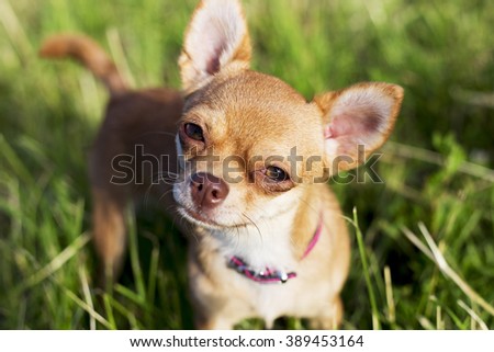 a tiny chihuahua on a grassy hill