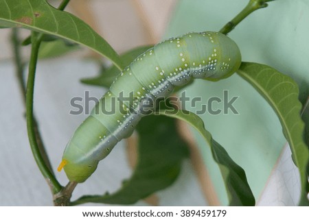 butterfly worm 
