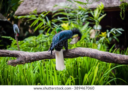 Wreathed Hornbill, bali bird 