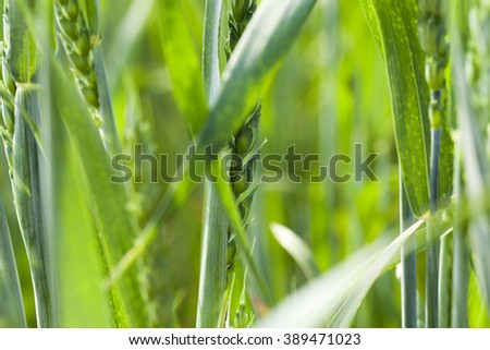   close-up pictures taken unripe green grains in summer