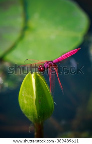 Dragonfly of Thailand,Dragonfly, insects, nature.