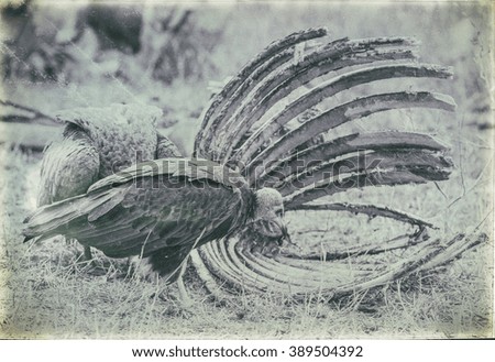 Vintage style image of a Vulture in the Etosha National Park, Namibia