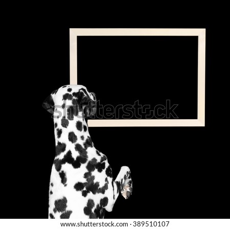 dog looking at the frame -- isolate on black background