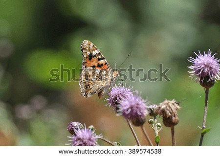 Painted Lady,Vanessa cardui, extracting nectar from an flower