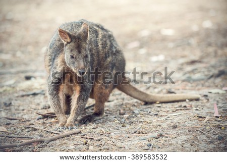 A wallaby on the ground
