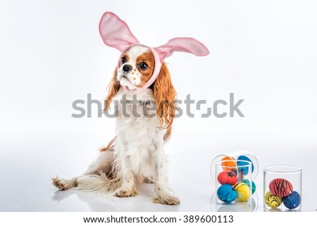 Cute puppy with bunny ears looking away with coloured Easter eggs.National puppy day.