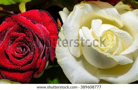 Red add white roses  with rain drops