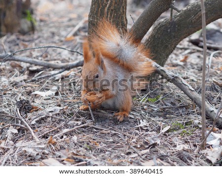 Cute red squirrel eating walnut human-like and posing in the park