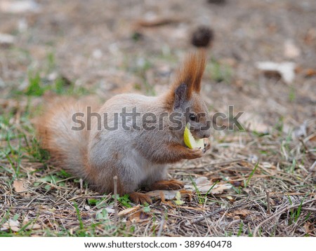 Cute red squirrel eating apple fruit human-like and posing in the park