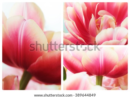 Beautiful close up macro photo of tulip collage