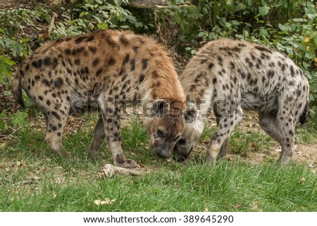 Two spotted hyenas face each sniffing the grass
