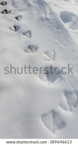  Foot print of South Polar Skua