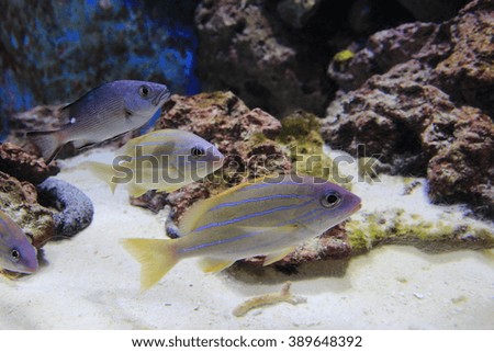 Beautiful fish at Churaumi aquarium in Okinawa