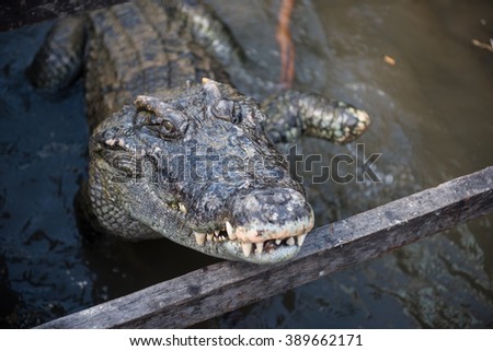 Crocodile Park in Siem Reap