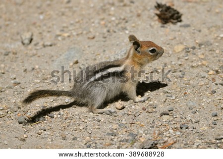 Chipmunk, squirrel, Yosemite