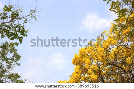 Ornamental plant with beautiful yellow flowers It's Called "Tabebuia argentea". Selective focus (morning photo)