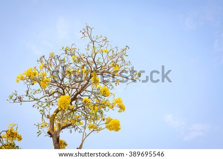 Ornamental plant with beautiful yellow flowers It's Called "Tabebuia argentea". Selective focus (morning photo)
