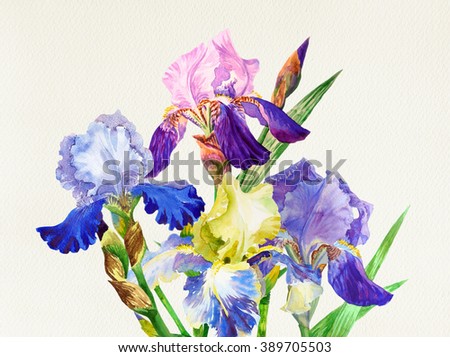 Blue irises. Hand painted watercolor flowers. Botanical elements for illustrations and greeting cards