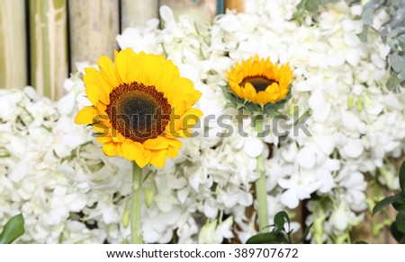 sunflower with white orchid in the background