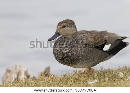 Male Gadwall Duck on lake shore