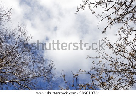 Branches and winter sky