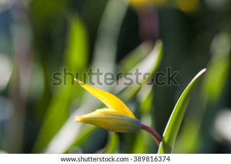 Yellow wild tulip (Bieberstein Tulip) in its natural habitat 