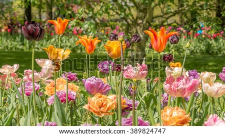 Colorful trees with green grass and beauty of blooming red, pink, orange, purple tulip flowers in holland park Keukenhof in Spring Sunny Day, shallow depth of field, Netherlands