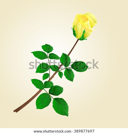 Yellow rose bud with leaves vector illustration
