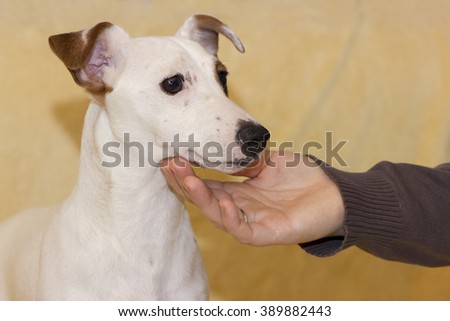 Puppy of jack russell terrier on beige background